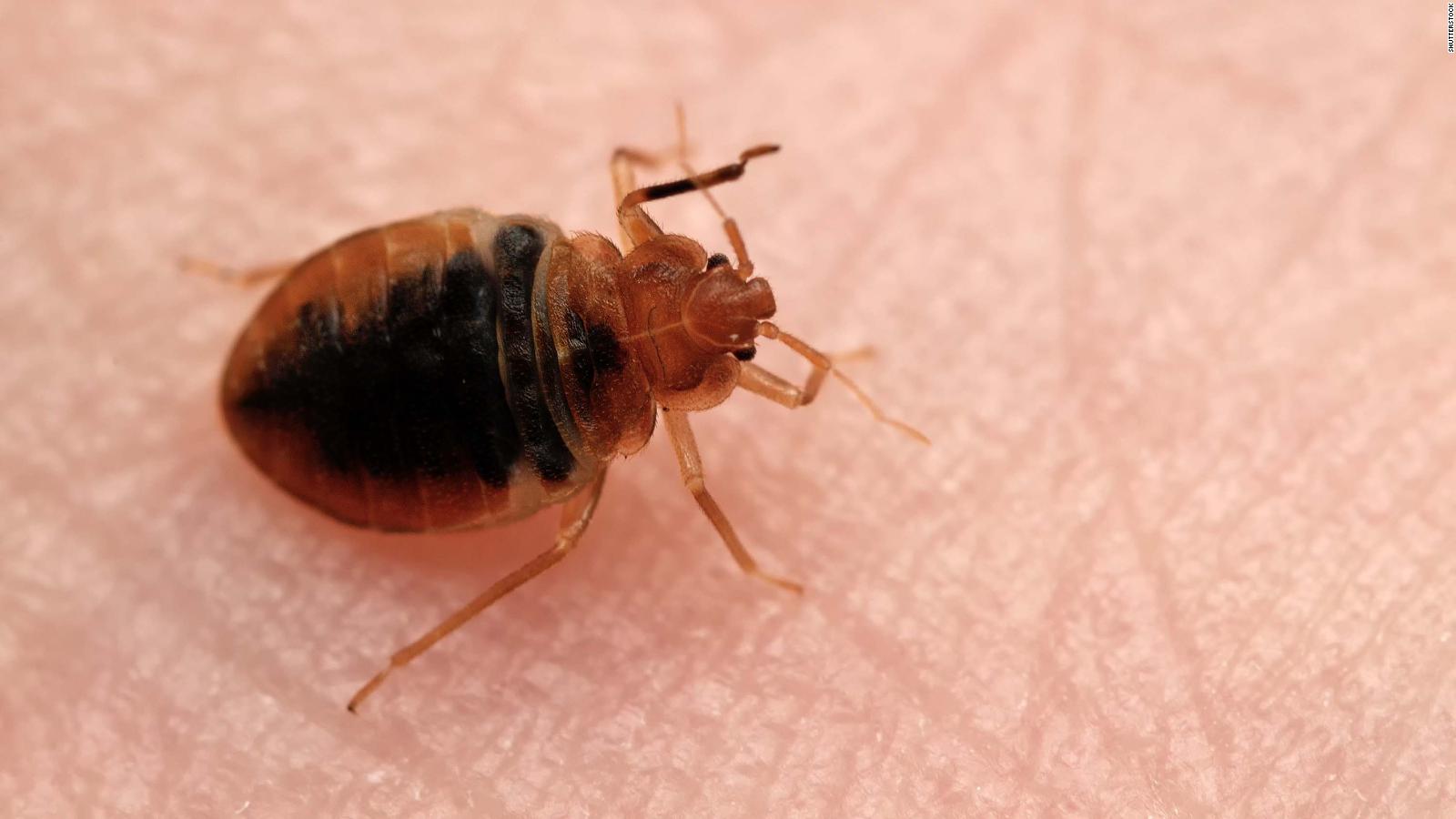A bedbug filled with blood on a person's skin
