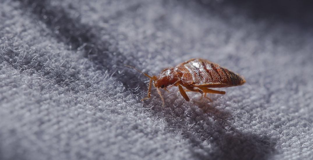 A bedbug on linens