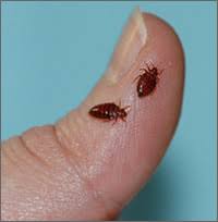A bedbug on a person's thumb