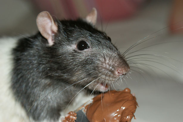 Closeup shot of a rat eating peanut butter
