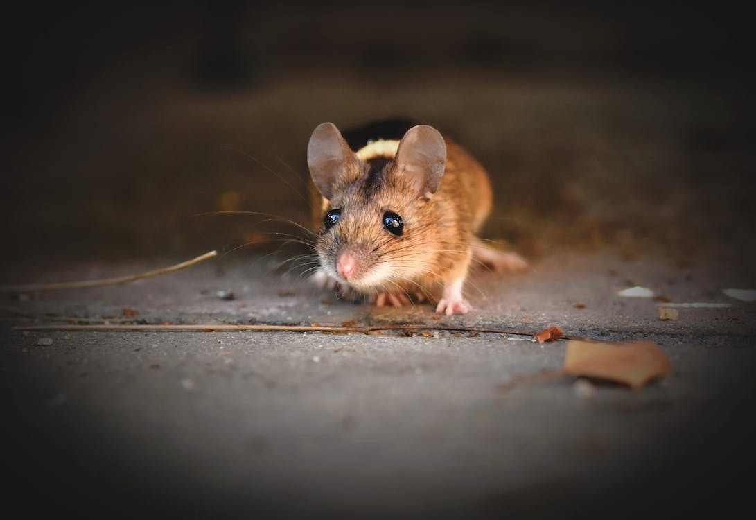 Closeup shot of a rat roaming amongst crumbs
